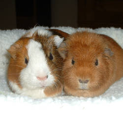 My Guinea Pigs 2