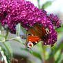 Peacock Butterfly