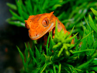 Crested Gecko