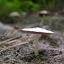 Shroom