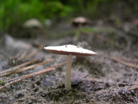 Shroom