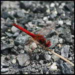 Red Dragonfly by Masterpii