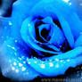 Blue Rose.