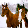 Horses in Snow