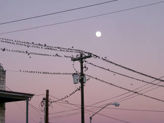 Moon and Grackles