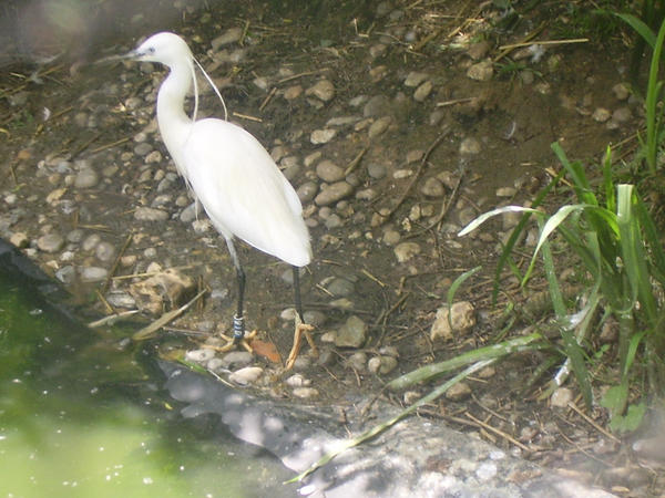 white heron