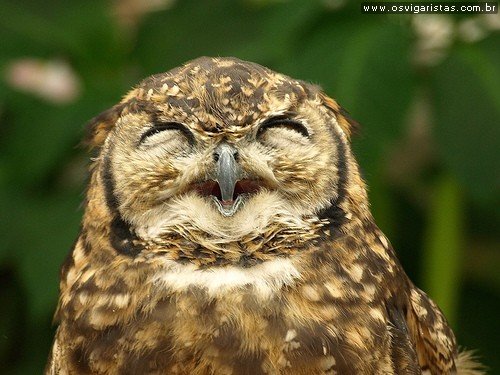 owl lol