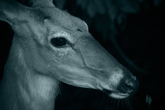 Portrait of a Doe