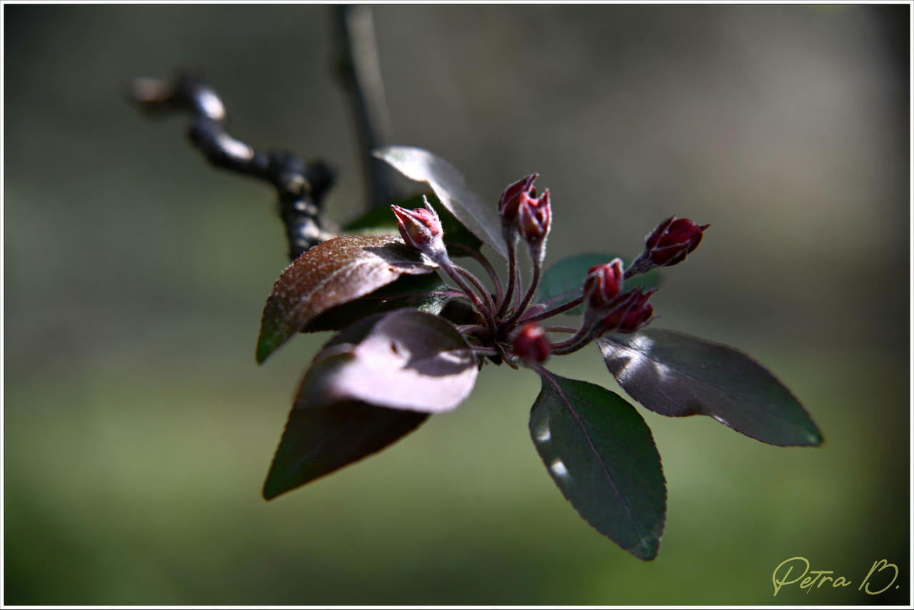 Nature By PetraBohemica On DeviantArt nature-by-petrabohemica-on-deviantart
