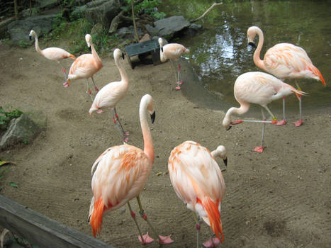 Zoo 30 - Flamingos 4