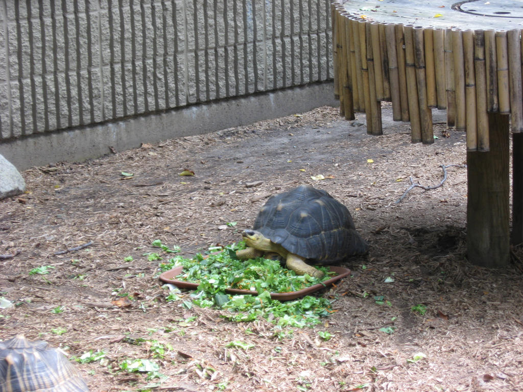 Zoo 24 - Little turtle in his food