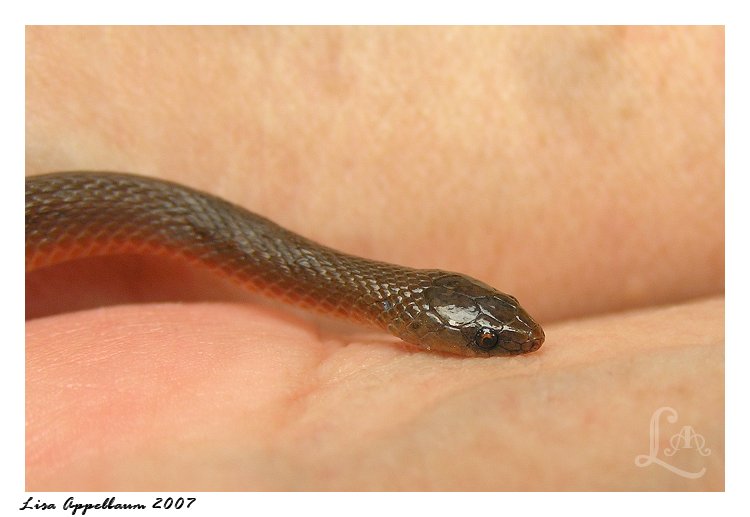 Earth Snake