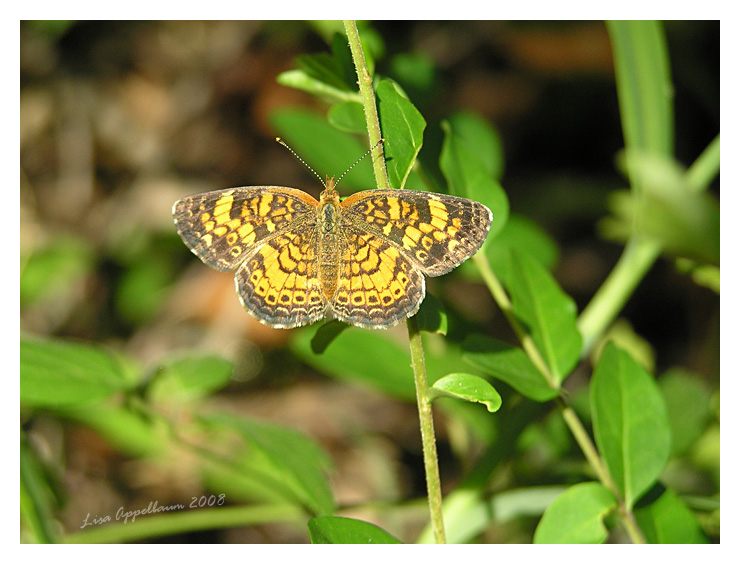 Pearl Crescent