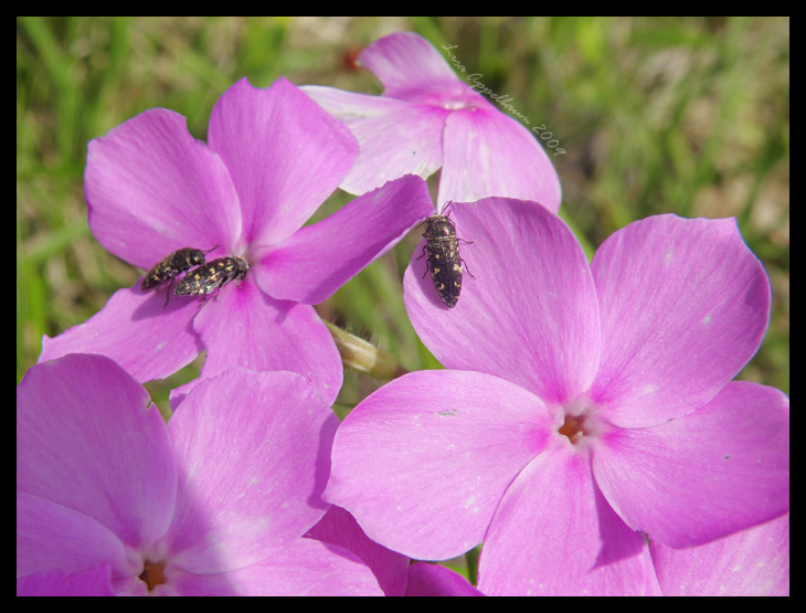 Tiny Nectar Sippers