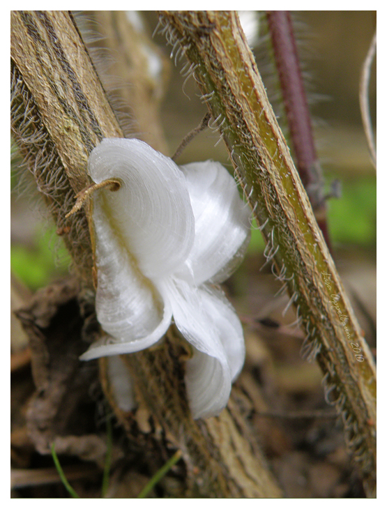 Ice Flower