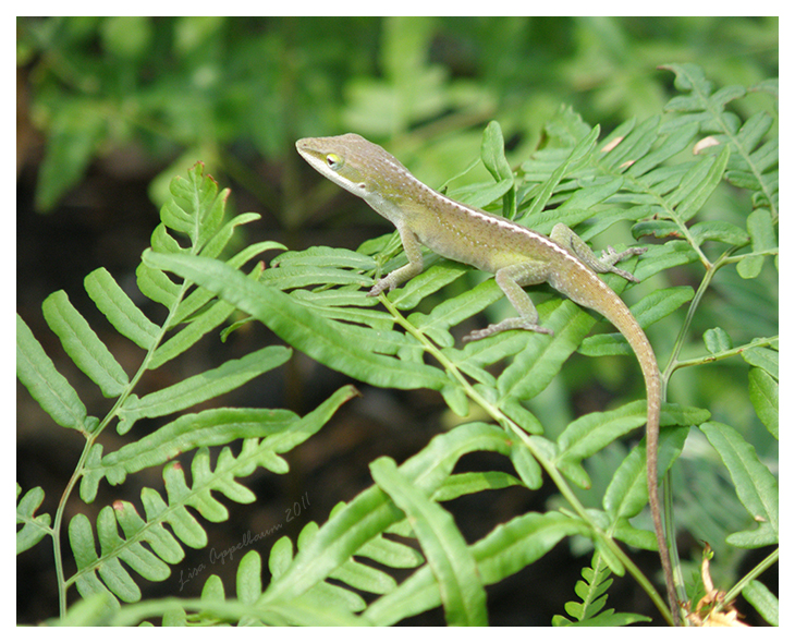 Anole Perched