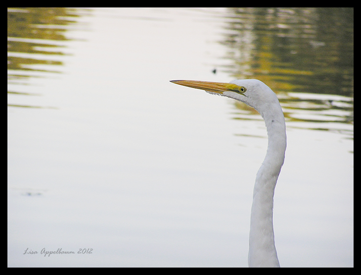 Portrait of an Egret