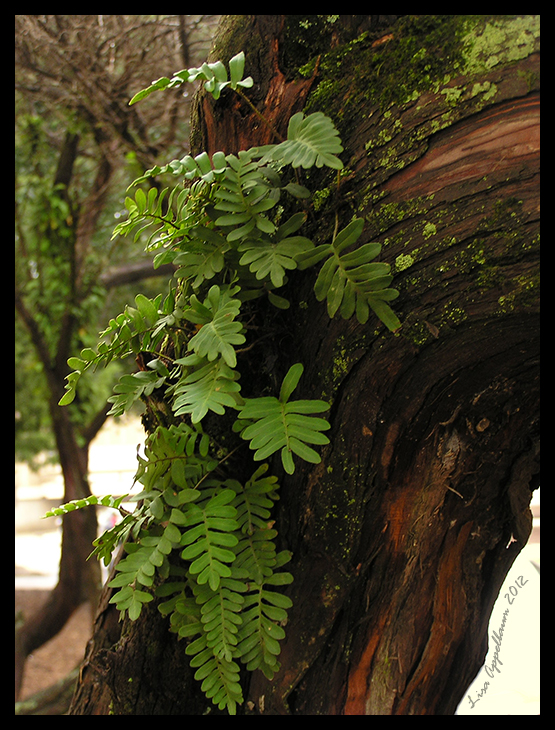 Resurrection Fern