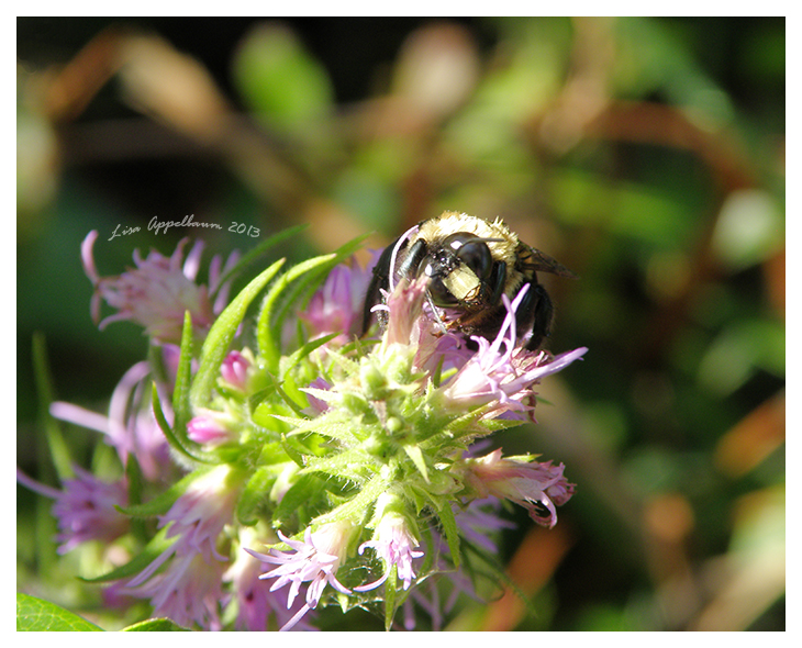 Carpenter Bee Grooming