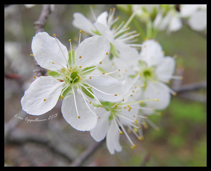 Mexican Plum Flowers