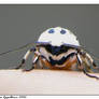 Great Leopard Moth