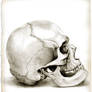 skull_3