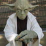 Yoda cosplay