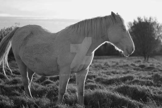 White horse (BW)