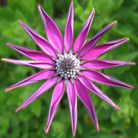 Osteospermum