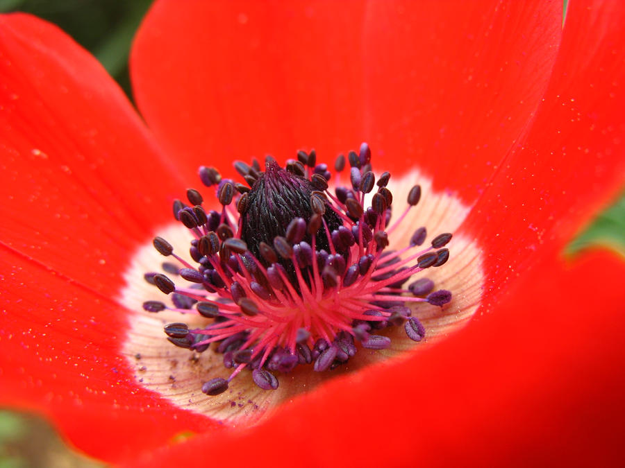 Anemone - Closeup