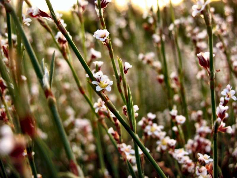 Polygonum