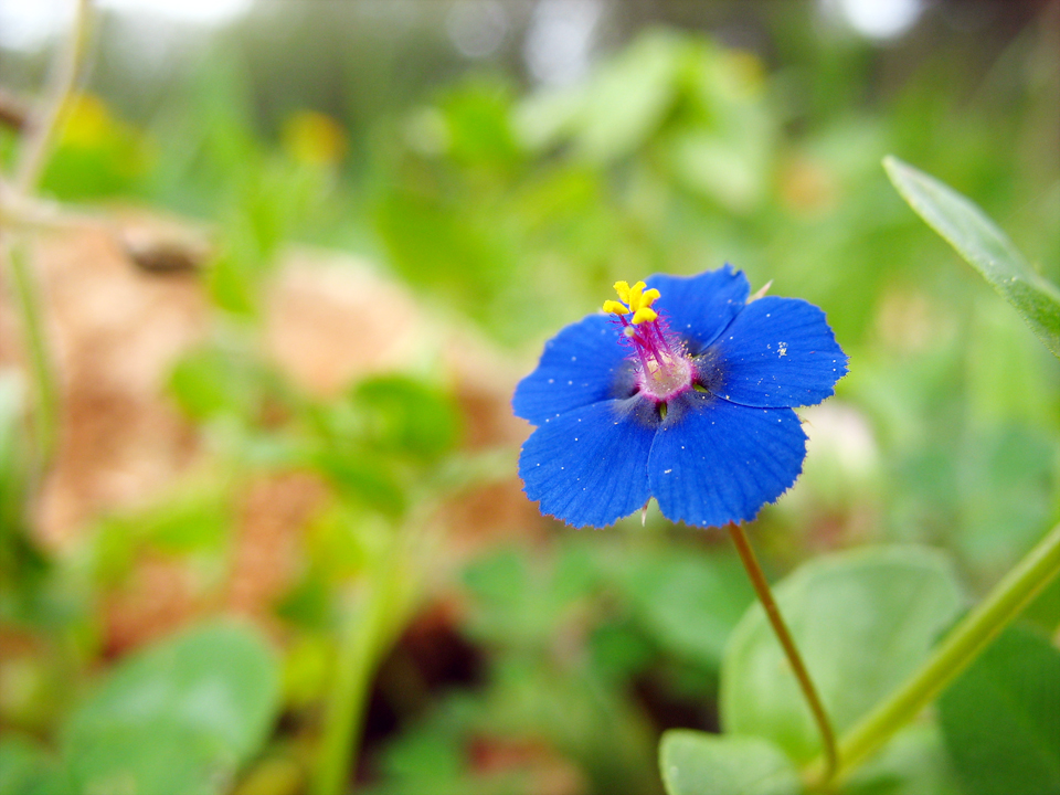 Blue Pimpernel