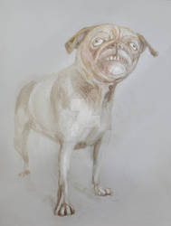 another pug