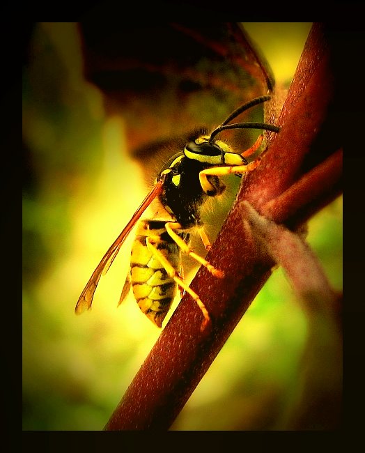 Vespula Germanica