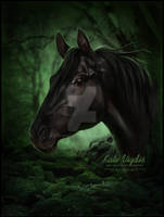 Portrait of a Black Horse