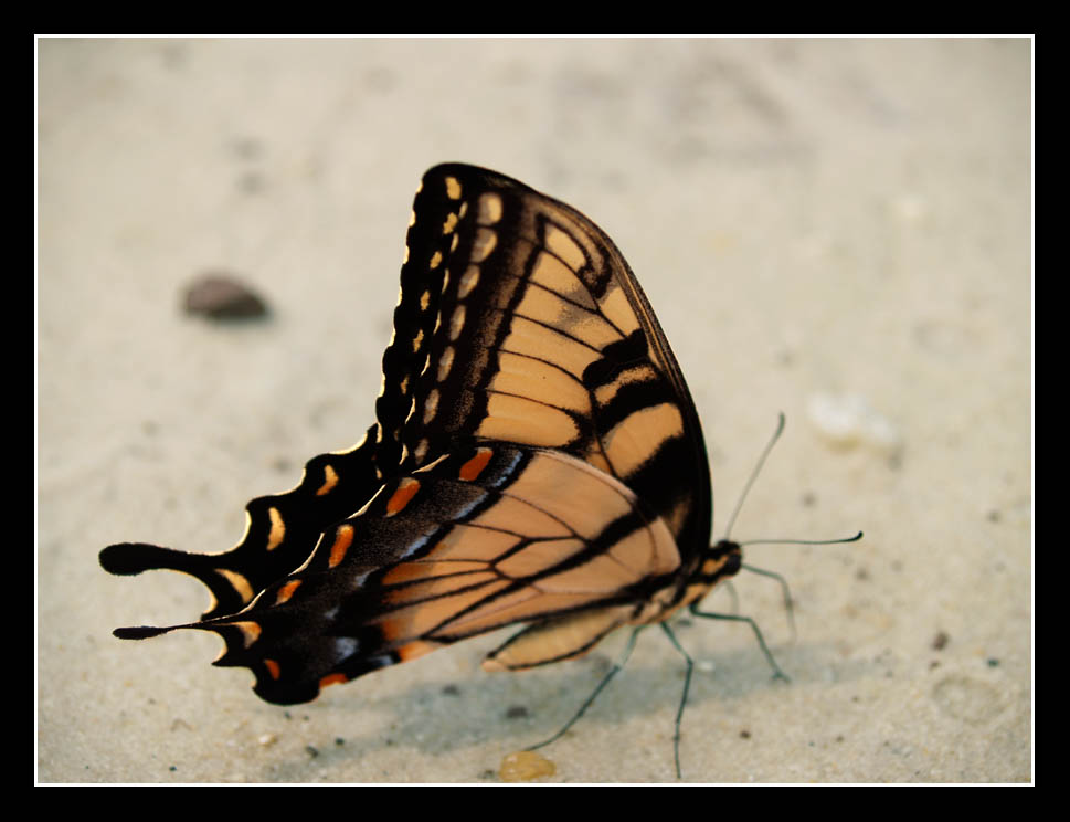 Butterfly Beach