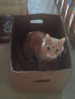 Cat in a Box