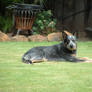 Queensland Blue Cattle Dog