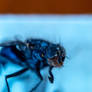 Dead Housefly