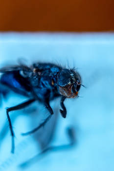 Dead Housefly