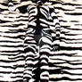 Zebra Camouflage