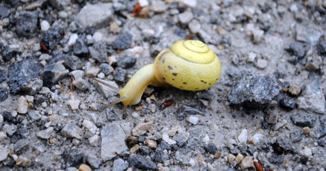 yellow snail