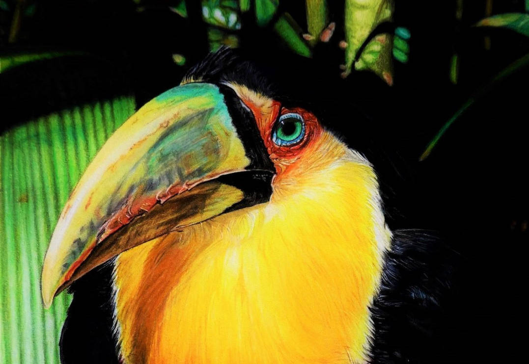 Toucan drawing By FlyinFreak On DeviantArt toucan-drawing-by-flyinfreak-on-deviantart