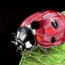 Coccinella Septempunctata (mixed media drawing)