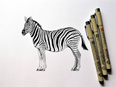 Burchell's Zebra (ink drawing)