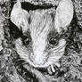 Garden Dormouse (ink drawing)