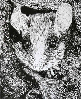 Garden Dormouse (ink drawing)
