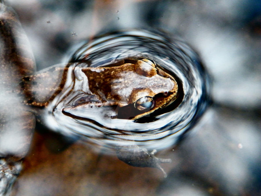 Ribit 02 by CimmerianTranquility on DeviantArt