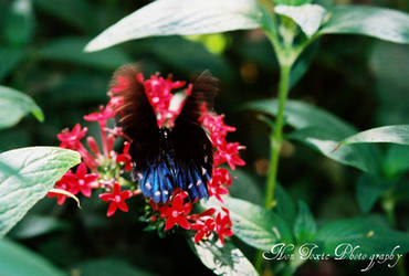 Butterfly 2