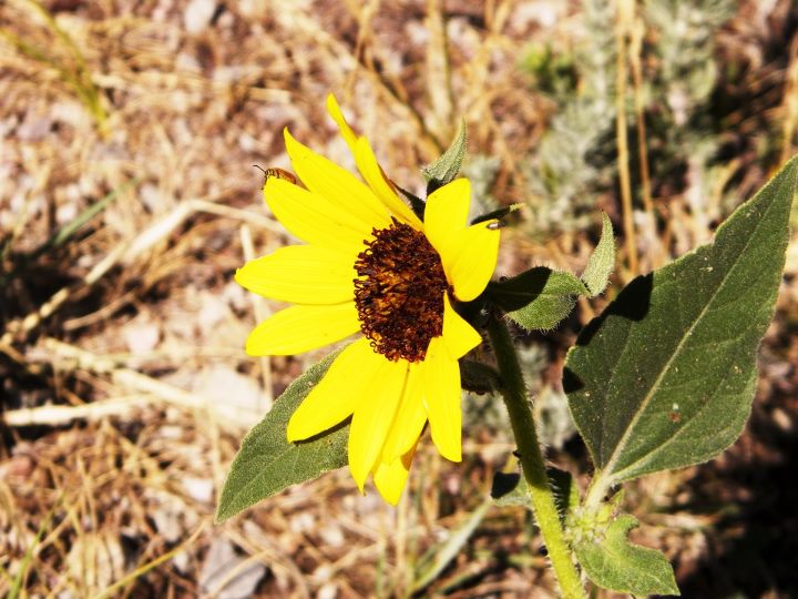 little bug on a flower